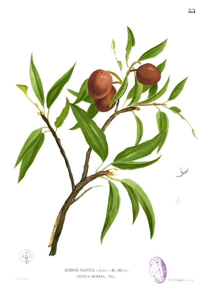 Manilkara zapota Blanco1.85