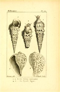 Manuel de l'histoire naturelle des mollusques Plate22