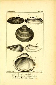Manuel de l'histoire naturelle des mollusques Plate38