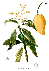 Mangifera rostrata Blanco1.62