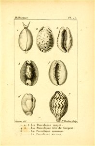 Manuel de l'histoire naturelle des mollusques Plate17