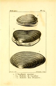 Manuel de l'histoire naturelle des mollusques Plate34
