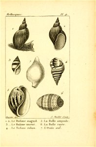 Manuel de l'histoire naturelle des mollusques Plate9
