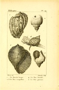 Manuel de l'histoire naturelle des mollusques Plate19