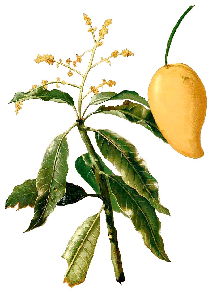 Mangifera rostrata Blanco1.62-cropped