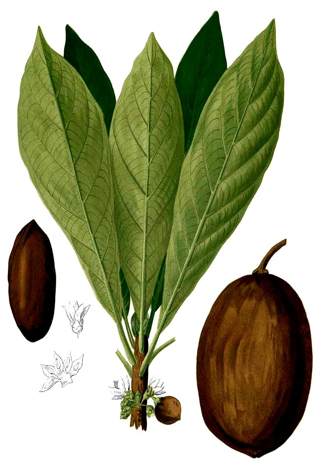 Manilkara zapota Blanco2.297-cropped