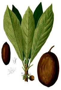 Manilkara zapota Blanco2.297-cropped