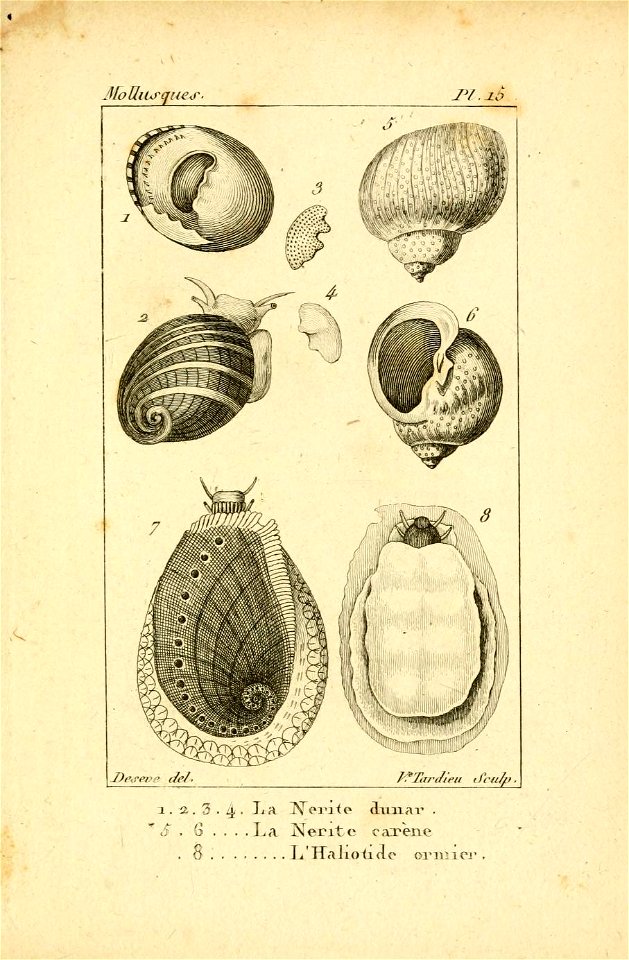 Manuel de l'histoire naturelle des mollusques Plate15
