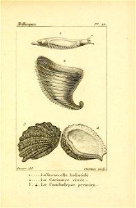 Manuel de l'histoire naturelle des mollusques Plate 10