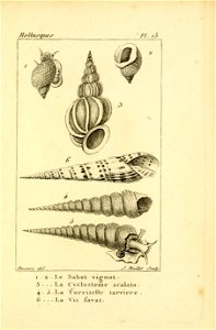 Manuel de l'histoire naturelle des mollusques Plate13