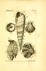 Manuel de l'histoire naturelle des mollusques Plate26