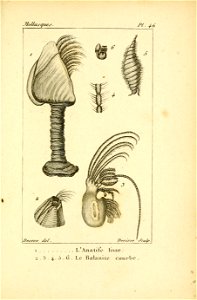 Manuel de l'histoire naturelle des mollusques Plate46
