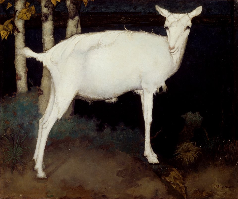 Mankes Jonge witte geit