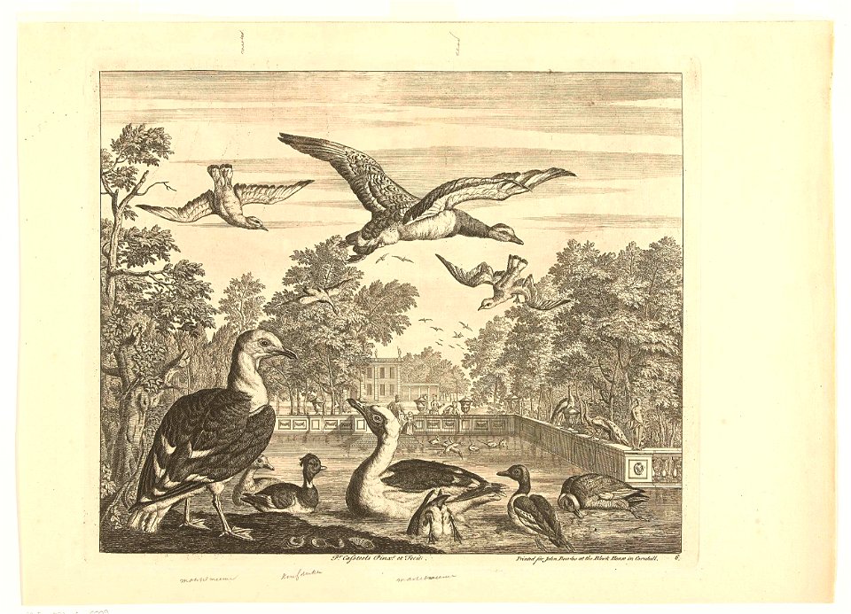 Mantelmeeuwen en eenden in een vogelvijver