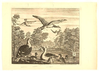 Mantelmeeuwen en eenden in een vogelvijver