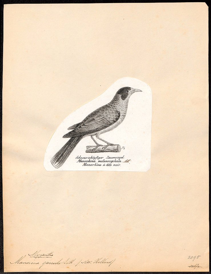 Manorina garrula - 1809-1845 - Print - Iconographia Zoologica - Special Collections University of Amsterdam - UBA01 IZ19200065