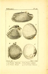 Manuel de l'histoire naturelle des mollusques Plate40