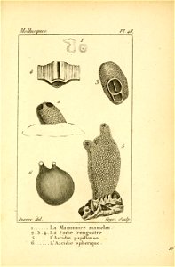 Manuel de l'histoire naturelle des mollusques Plate48