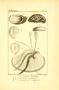 Manuel de l'histoire naturelle des mollusques Plate5