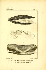 Manuel de l'histoire naturelle des mollusques Plate42