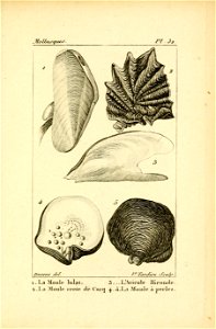 Manuel de l'histoire naturelle des mollusques Plate32