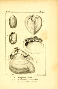 Manuel de l'histoire naturelle des mollusques Plate44
