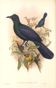 Manucodia chalybea - The Birds of New Guinea