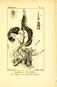 Manuel de l'histoire naturelle des mollusques Plate 12