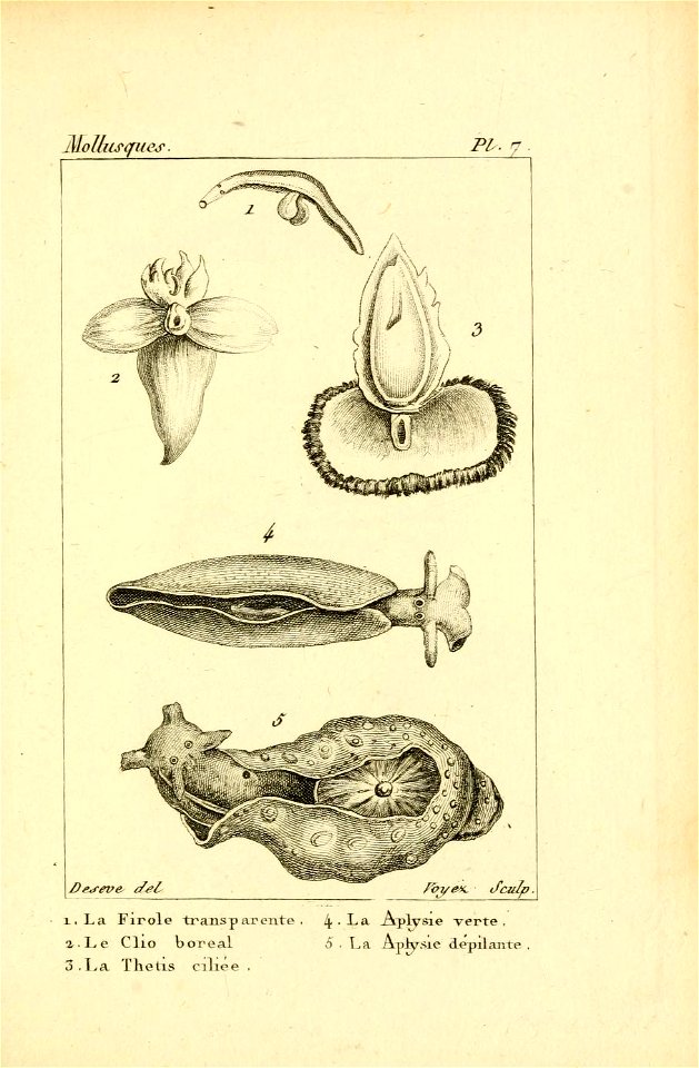 Manuel de l'histoire naturelle des mollusques Plate 7