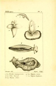 Manuel de l'histoire naturelle des mollusques Plate 7