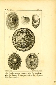 Manuel de l'histoire naturelle des mollusques Plate24
