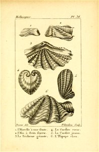 Manuel de l'histoire naturelle des mollusques Plate36