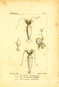 Manuel de l'histoire naturelle des mollusques Plate 1