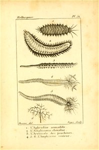Manuel de l'histoire naturelle des mollusques Plate51