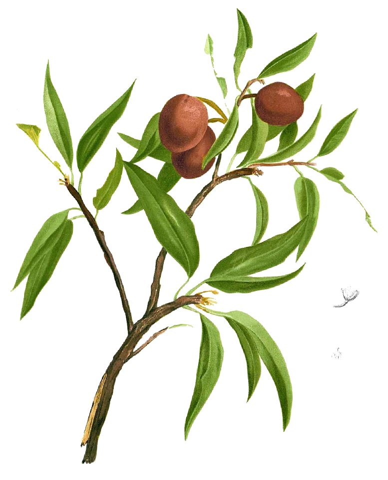 Manilkara zapota Blanco1.85-cropped