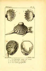 Manuel de l'histoire naturelle des mollusques Plate37