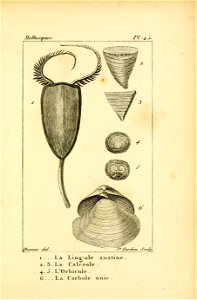 Manuel de l'histoire naturelle des mollusques Plate45
