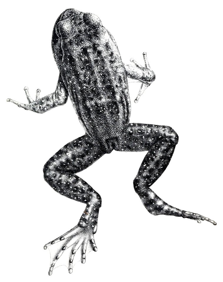 Mantidactylus guttulatus