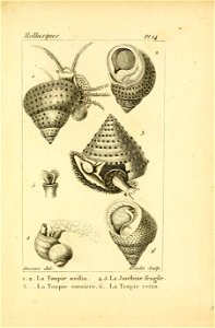 Manuel de l'histoire naturelle des mollusques Plate14