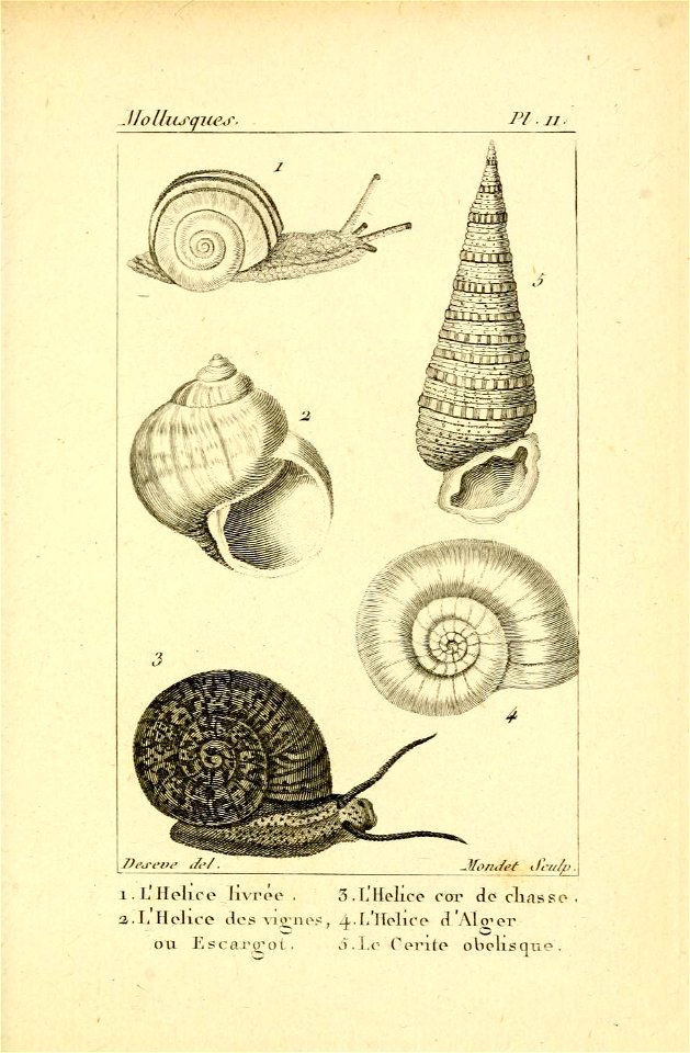 Manuel de l'histoire naturelle des mollusques Plate 11