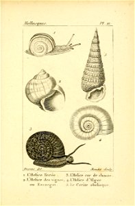 Manuel de l'histoire naturelle des mollusques Plate 11