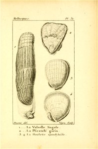 Manuel de l'histoire naturelle des mollusques Plate31
