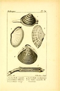 Manuel de l'histoire naturelle des mollusques Plate39
