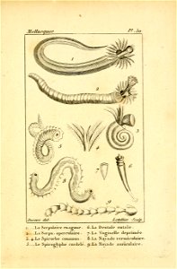 Manuel de l'histoire naturelle des mollusques Plate50