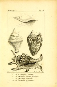 Manuel de l'histoire naturelle des mollusques Plate23
