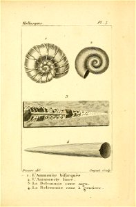 Manuel de l'histoire naturelle des mollusques Plate 3