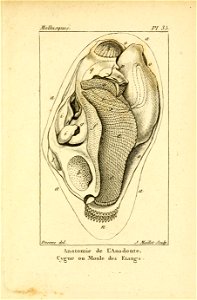 Manuel de l'histoire naturelle des mollusques Plate35