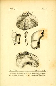 Manuel de l'histoire naturelle des mollusques Plate43