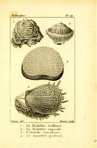 Manuel de l'histoire naturelle des mollusques Plate29