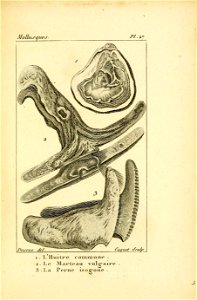 Manuel de l'histoire naturelle des mollusques Plate27
